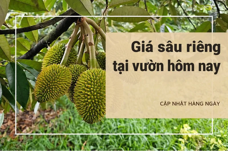 Giá sầu riêng tại vườn có thể chênh lệch theo khu vực, giống trái, chất lượng và nhu cầu thu mua từng thời điểm.