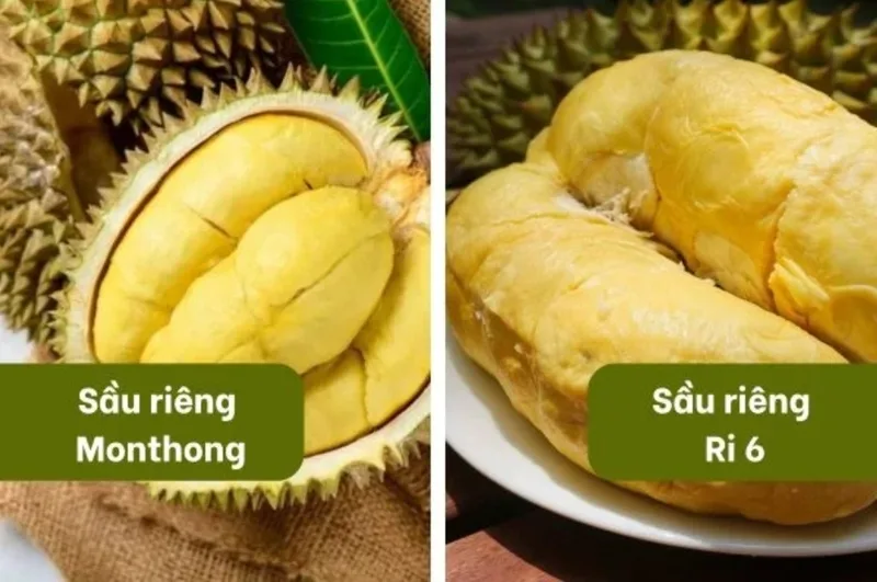 Ri6, Monthong và sầu riêng Thái có đặc điểm khác nhau nên giá thu mua tại vườn cũng không giống nhau.