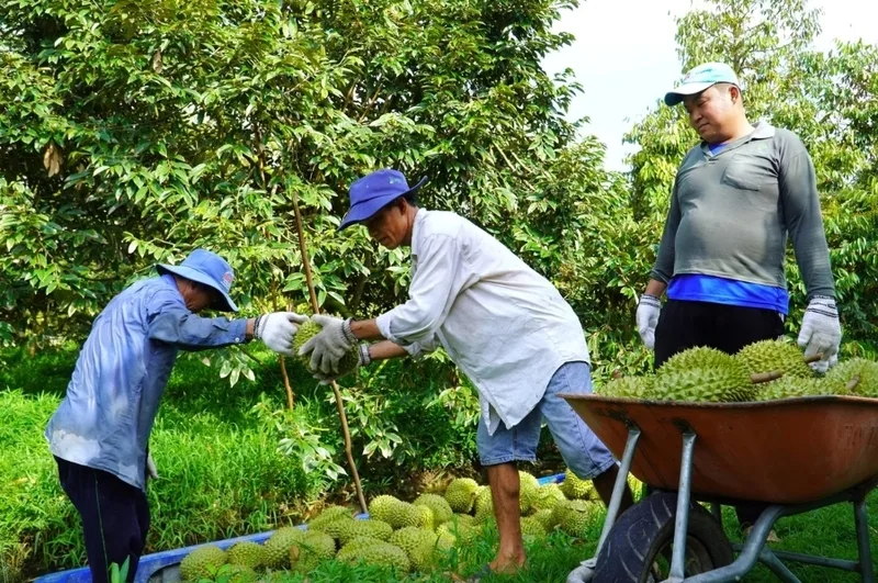 Ghi lại giá theo ngày, so sánh giữa các thương lái và kiểm tra chất lượng vườn giúp nhà vườn bán sầu riêng chủ động hơn.