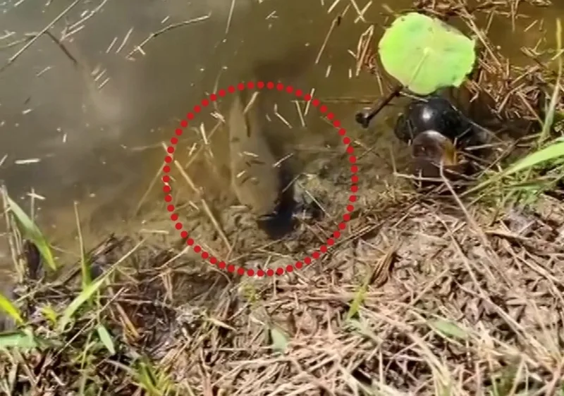 Cá lóc đen nhảy lên bờ có thể gợi ý sự thay đổi bất ngờ hoặc bước ra khỏi vùng an toàn.