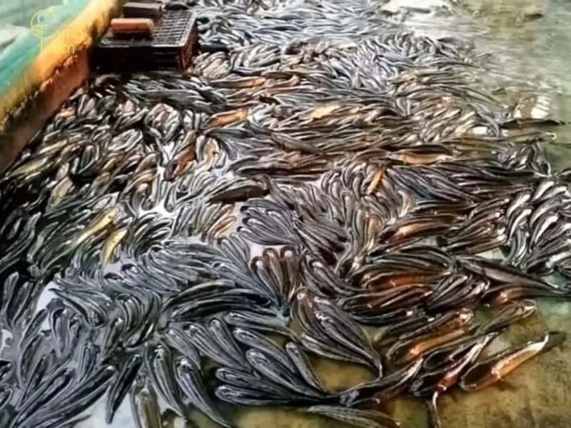 Nhiều cá lóc đen trong giấc mơ có thể phản ánh nhiều lựa chọn, áp lực hoặc suy nghĩ cùng lúc.